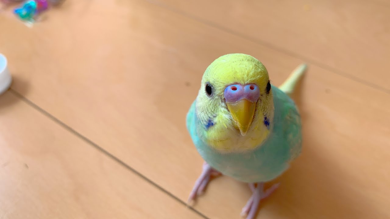 セキセイ インコ 床 に いる