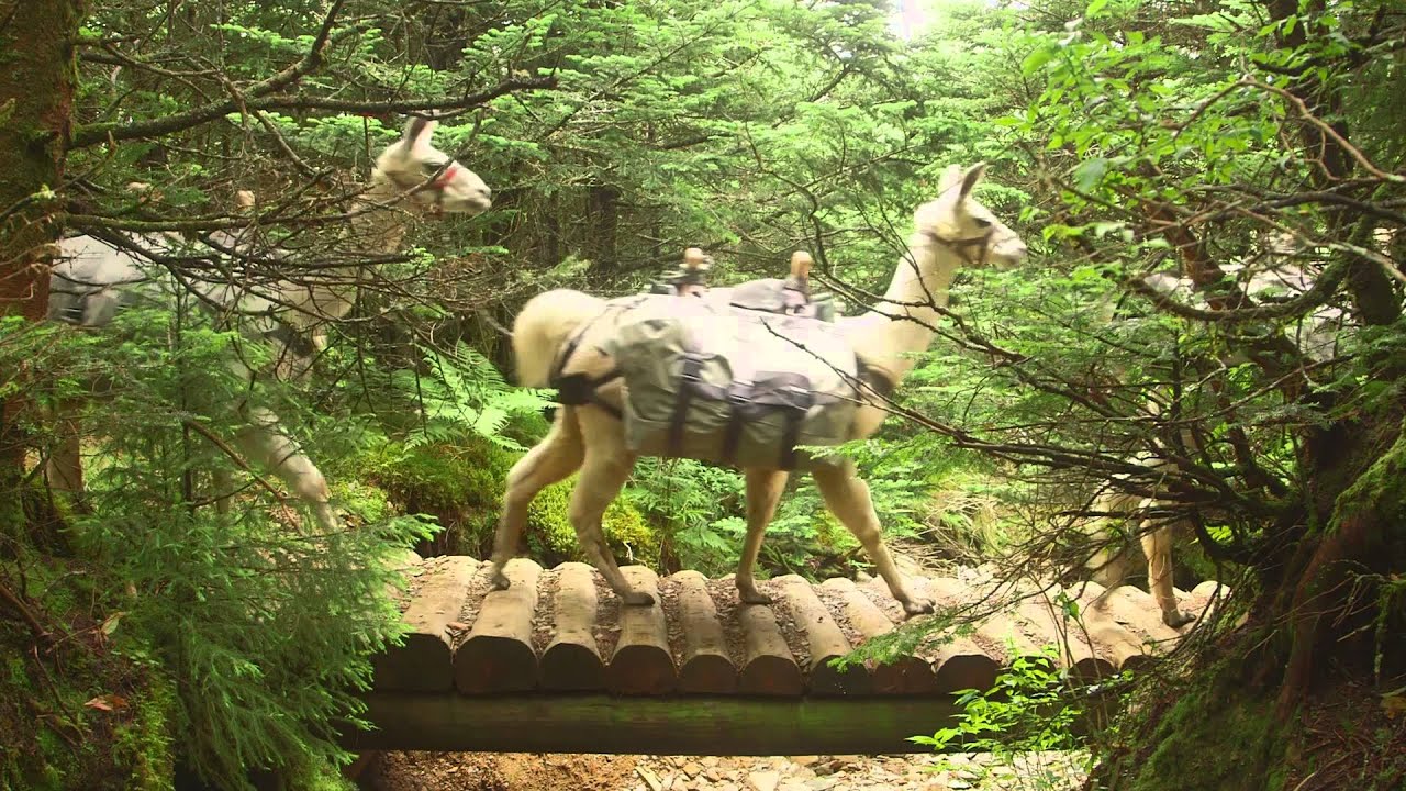 llaman スペイン語 Leconte Lodge Llamas Walking Across Bridge