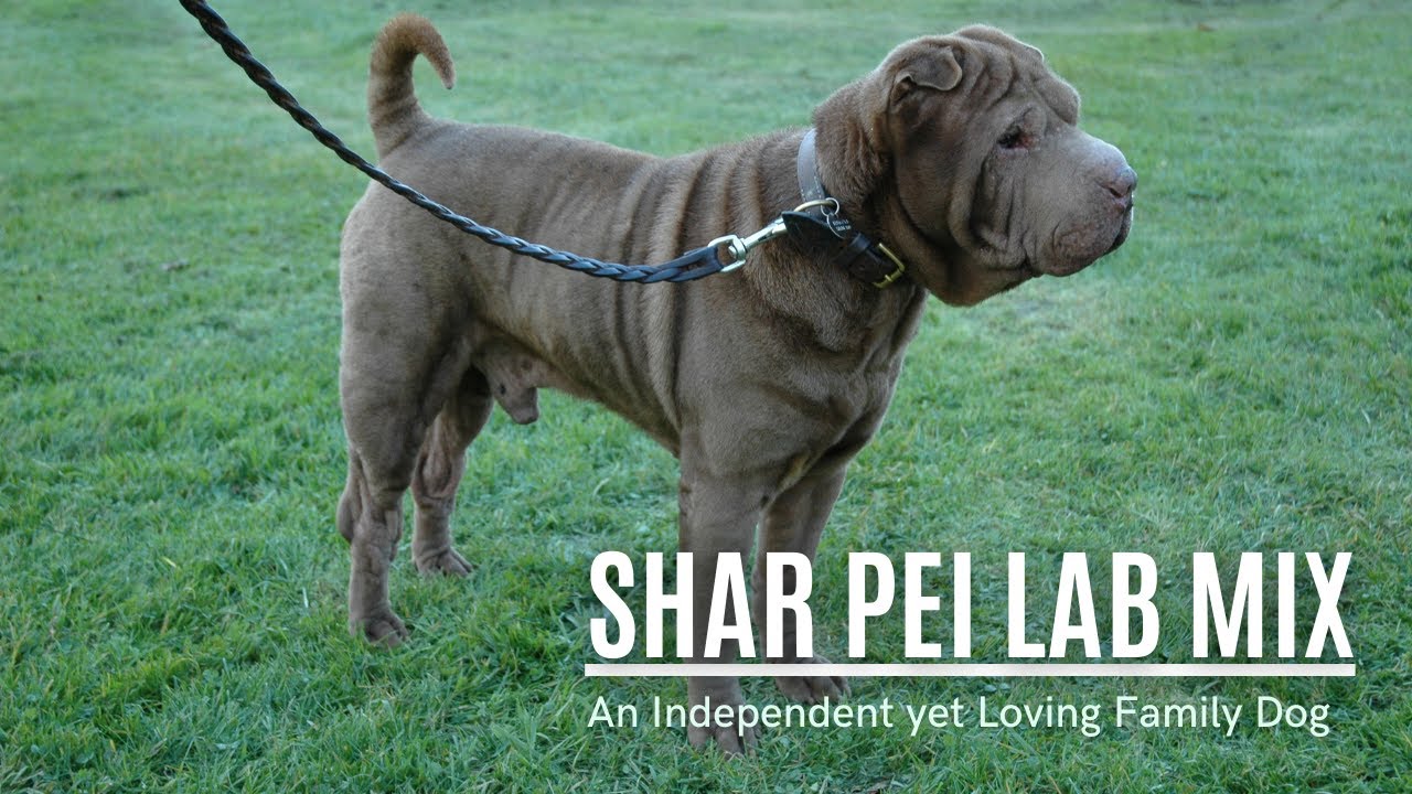 The Shar Pei Lab Mix, an Loving Family Dog - YouTube