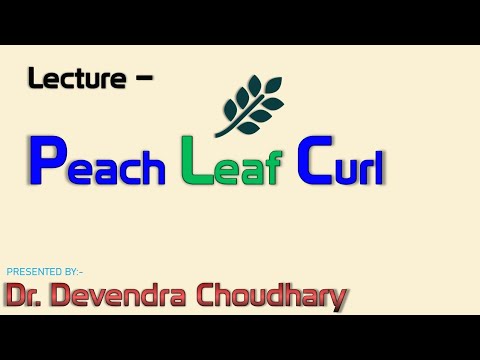 Video: Peach Jani Curl