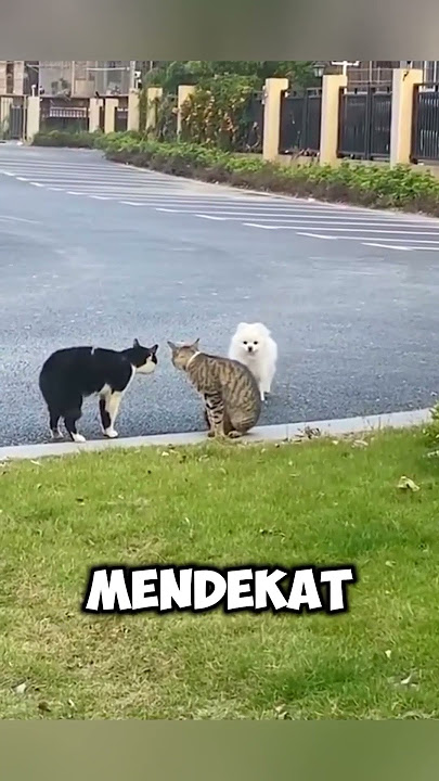 anjing lucu ingin memisahkan kucing berantem😮
