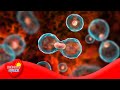 Understanding Prokaryotes and Their Cell Division