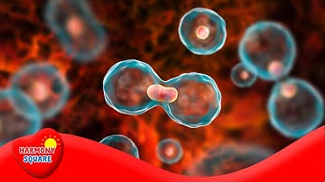 What is Prokaryotic Cell Division - More Science on the Learning Videos Channel