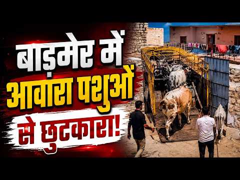 बाड़मेर में आवारा पशुओं पर बड़ी कार्रवाई, 350 से ज्यादा बैल पकड़े गए...