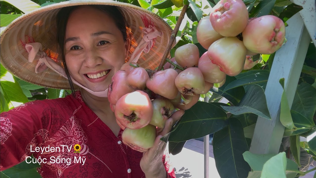 Thu Hoạch Dưa Gang, Cà Chua, Ăn Mận, Xoài Non Chua Ê Răng