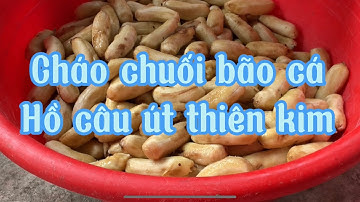 Cách làm cháo chuối câu cá tra và cách bóp mồi cháo chuối áp dụng cho hồ đang ăn chuối
