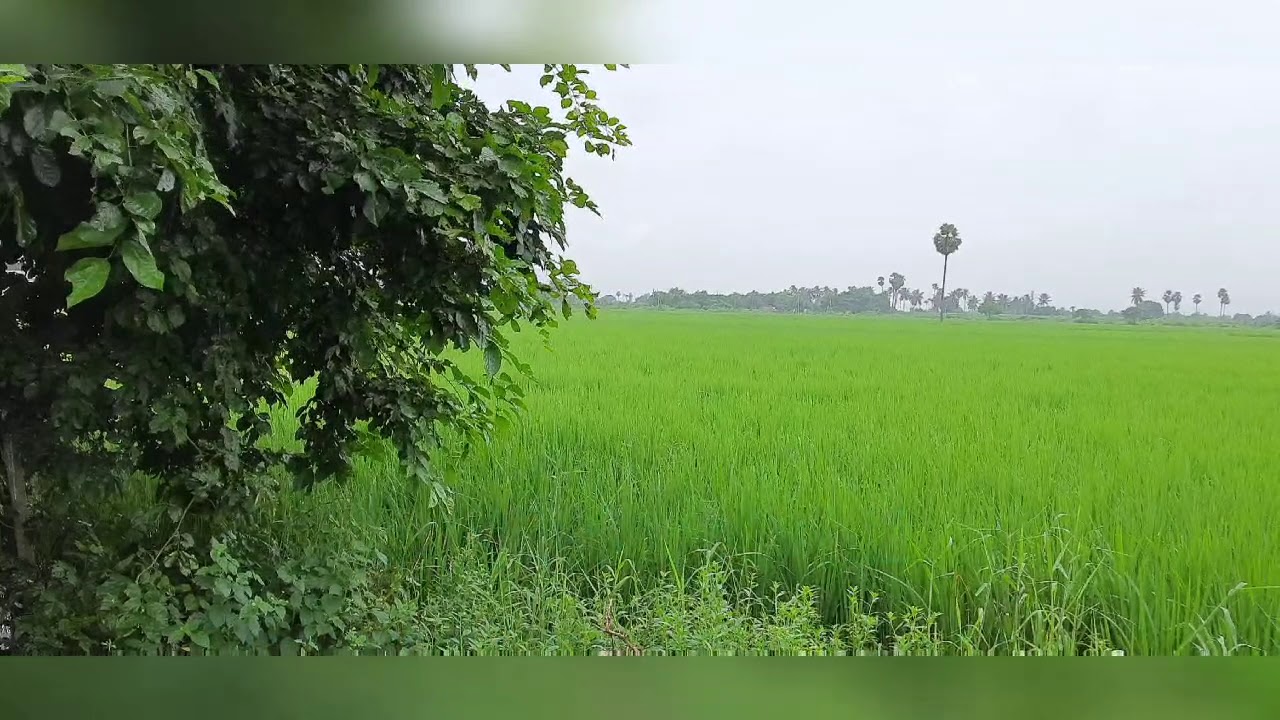 Land for sale , Guntur dt, 1km from pedakorapadu YouTube