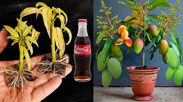 SUPER SPECIAL TECHNIQUE for propagating MANGO tree with coca-cola, super fast growth