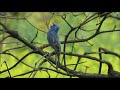 Blue Grosbeak - Las Virgenes Trail, Calabasas - 5/13/19