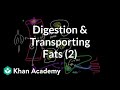 Digestion, Mobilization, and Transport of Fats - Part II