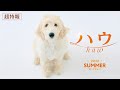 「ハウ」超特報