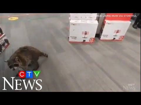 Raccoon goes 'shopping' in T.O. technology store