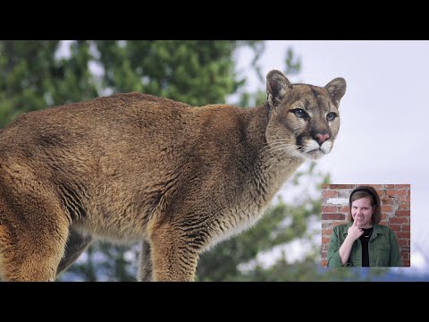 Vidéo: Différence Entre Puma Et Cougar