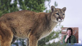 the Difference Between Mountain Pumas, and | Discovery - YouTube