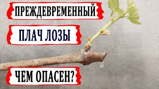 🍇 Почему плачет виноград? Чем опасен Преждевременный плач лозы. Как его избежать?