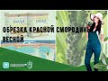 Обрезка красной смородины весной