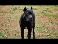 Introducing a new Cane Corso to my dogs