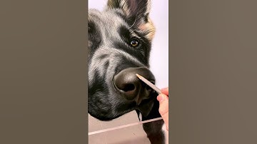 Drawing my dog, Caesar 💙 Created using soft pastels #art #creative #dogs