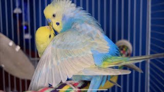 Budgies Mating by Budgie Breeder1 205,307 views 2 years ago 6 minutes, 50 seconds