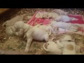 Porcelaine Hound puppy ready for bed. の動画、YouTube動画。