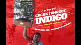 Top Hits - Suara Burung Indigo Cucak Jenggot Di