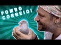 POMBO DE RUA? NÃO! POMBOS CORREIO! | RICHARD RASMUSSEN