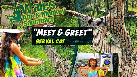 Watch the video about WALES APE AND MOKEY SANCTUARY - SERVAL MEET AND GREET