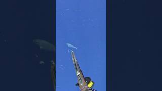 Shark bites my spear shaft in half. Raw footage.