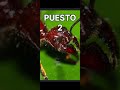 TOP 3 HORMIGAS MAS PELIGROSAS DEL MUNDO #viral