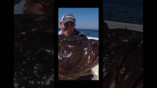 🔥 Cernia XXL trainando il polpo! #shorts #pesca #fishing # currican #trolling #grouper