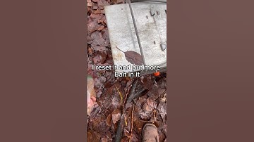 We finally got got one boys #nature #espresso #hunting #possums #trap #traping