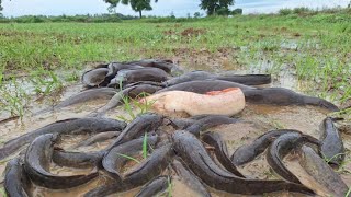 amazing fishing! A fisherman caught a lot of strange fish in the rice fields.