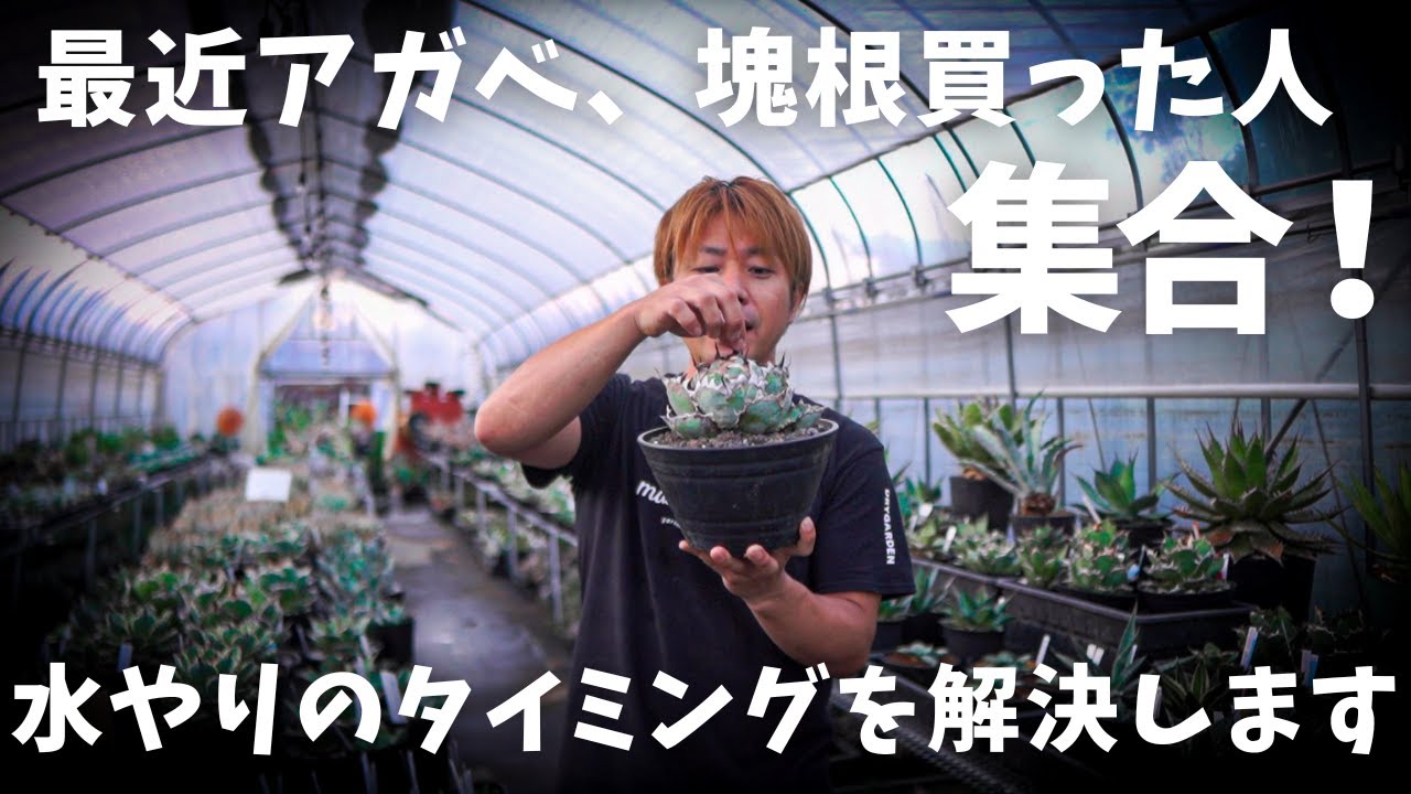 最近アガベと塊根買った人必見】最も聞かれる水やり方法教えます