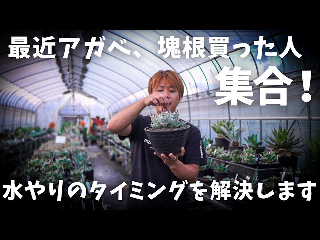 最近アガベと塊根買った人必見】最も聞かれる水やり方法教えます