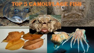 Top 5 Types of Fish With The Best Camouflage Ability - Top Camouflage Fish