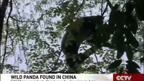 How fast can a panda climb down a tree?