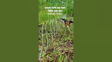 dahuk pakhi dhora fad.watherhen dahuk bird trap handing.#shorts