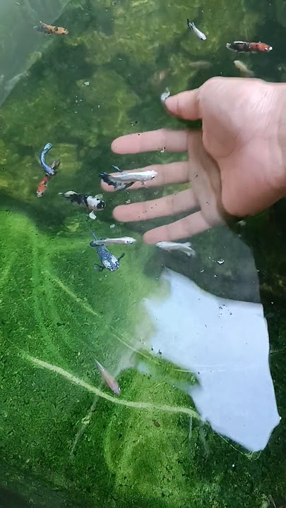YAHHH!!! Ikannya Gak Dapet Guys 🥺 Ikan Cupang Warna Warni Banyak Banget Di Kolam 😍