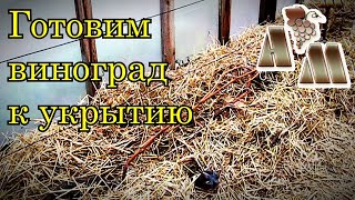 🍇 Подготовка винограда к зимнему укрытию