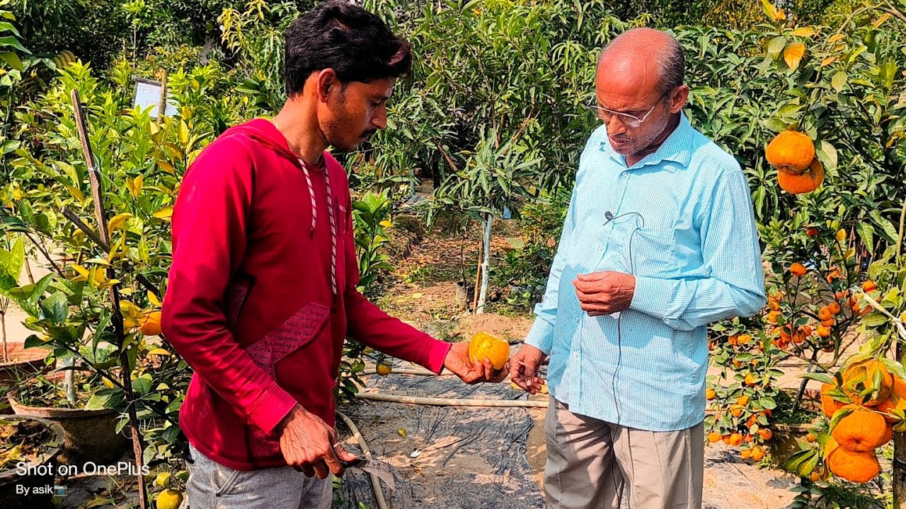 Maa Annapurna nursery theke anukul modok daa  