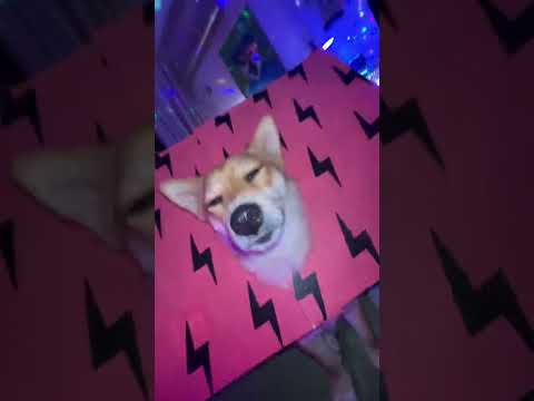 Tatlı Köpek 🐶#apt
