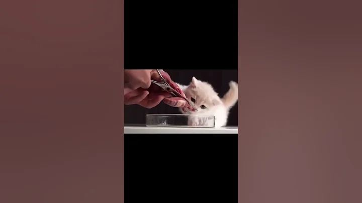 Video 706431: british shorthair lilac kitten, cat cutekitten cutecat, cute little kitten meowing, kitten eating meowing, cat mom kitten, kitten meowing baby, kitten meowing loudly, kitten talking