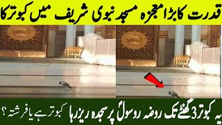 Masjid Nabwi (S.AW) Ky Samny Aik Kabootar Sajdah Reez Rha | Ye Kabootar hai Ya Frishta Ha