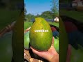 🥥 EL PODER DE LOS 14 DÍAS: Transforma tu cuerpo con fruta
