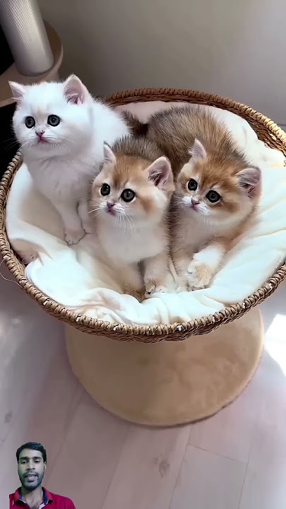 Miu miu #cat #cute #sorts #kittenish