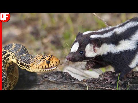 QUANDO O GAMBÁ ENCONTRA A COBRA!(Mundo animal selvagem).