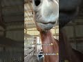 Viral Horse Clips Taking Over United States Social Media#USAAnimalFails #GoofyEquinesAmerica