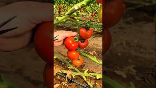 Proper Tomato Pruning Increases Yield And Growth #Tomato #Farming #Gardening