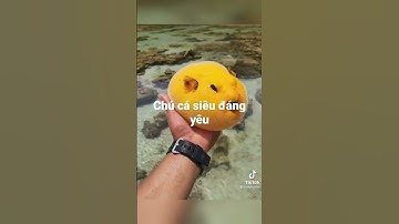 chú cá nóc đẹp nhất.