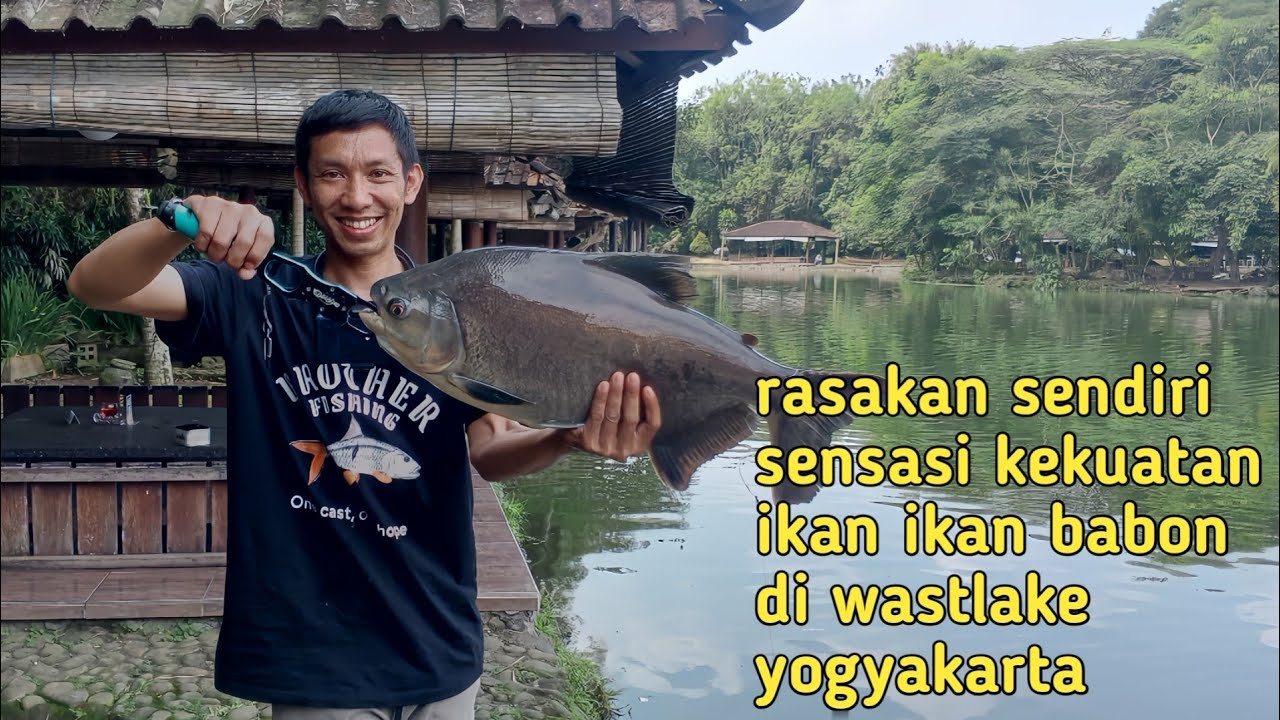 MANCING WESTLAKE YOGYAKARTA betotin ikan super babon#fishing #mancing